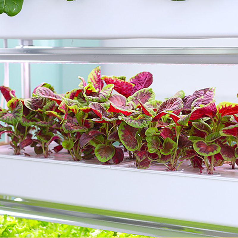 Sistema de cultivo hidropônico - Smart Garden Box avaliação e preço